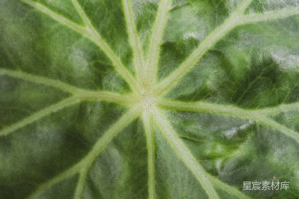 高清摄影 绿色植物叶片的特写