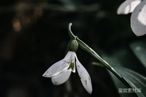 高清摄影 冬日雪片莲