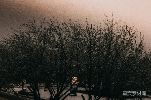 高清摄影 冬日雪景中的枯树