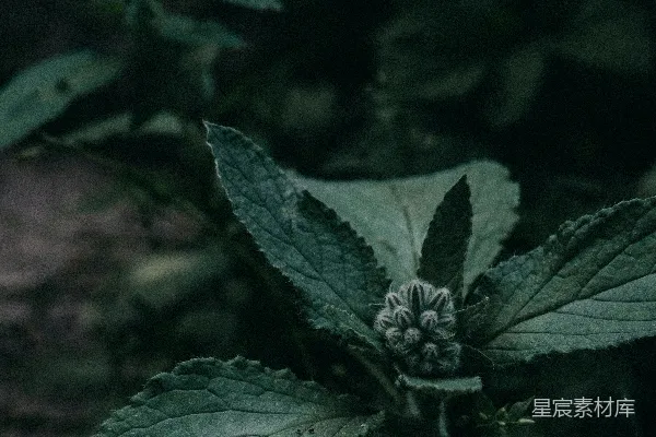 高清摄影 深色森林中的植物特写