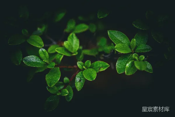 高清摄影 绿叶的细语