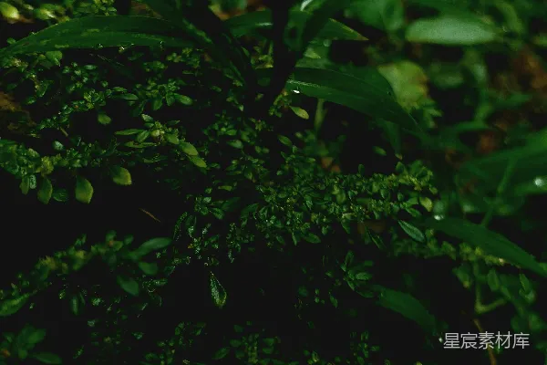 高清摄影 雨后森林的生机