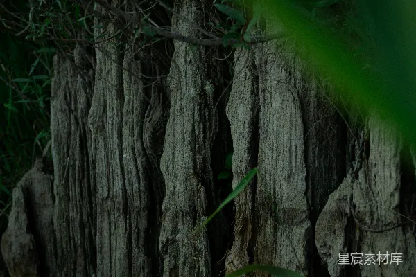 高清摄影 古老树干的纹理