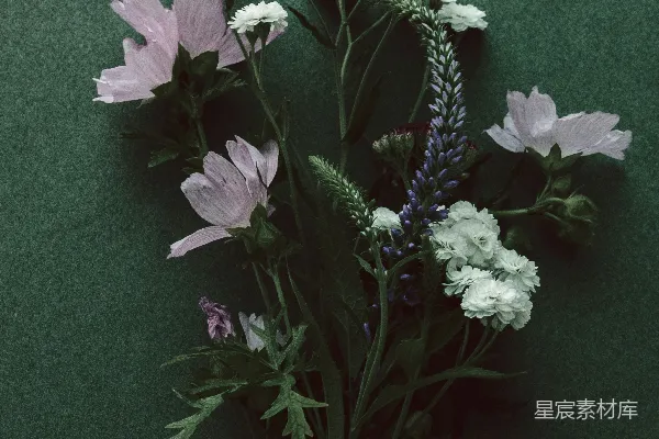 高清摄影 静谧的花束