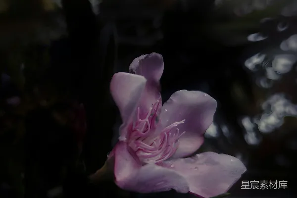 高清摄影 静谧中的粉色花朵