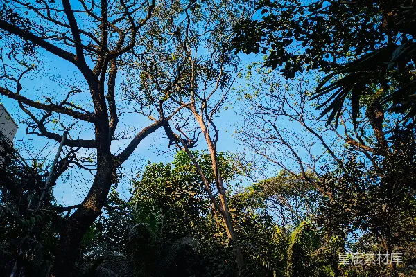 高清摄影 阳光下的热带树木
