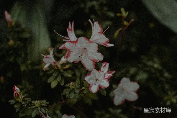 高清摄影 粉色山茶花