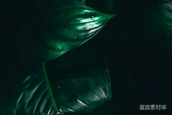 高清摄影 深绿色植物叶子