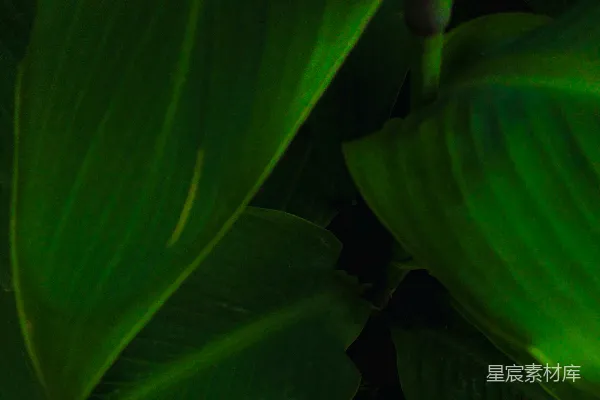 高清摄影 绿色植物的光影