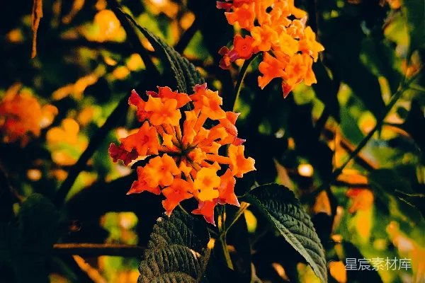 高清摄影 橙色花簇与晨光