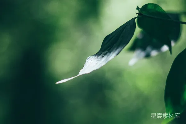 高清摄影 绿意盎然的叶尖