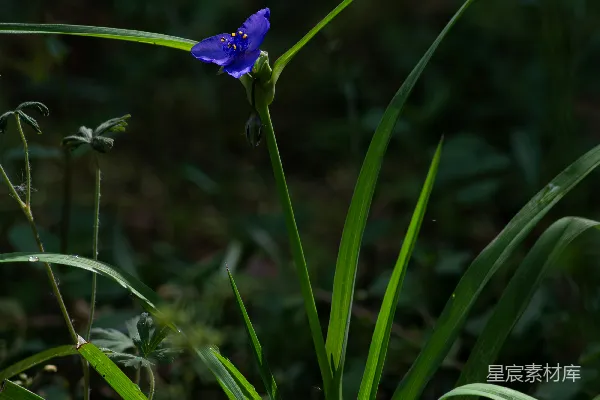 高清摄影 森林中的紫色小花