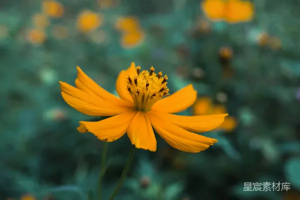 高清摄影 黄色花朵的静谧之美