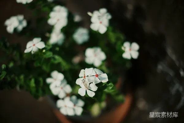 高清摄影 白色花朵的静谧之美