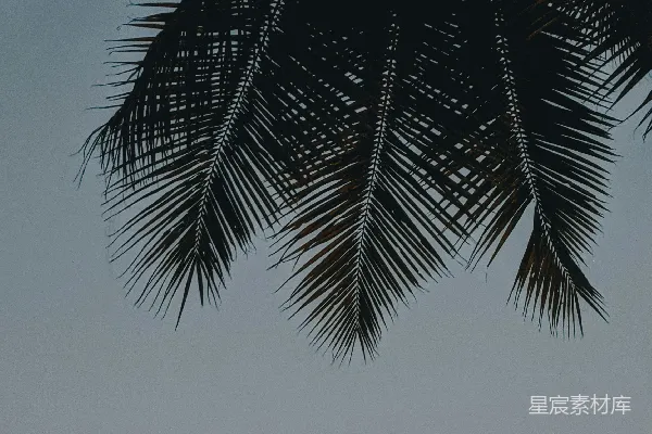 高清摄影 棕榈树梢剪影