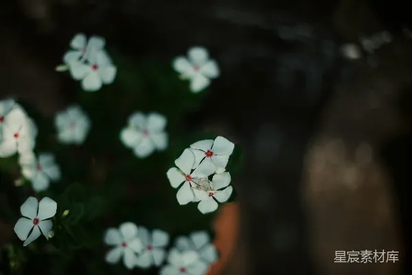 高清摄影 微光中的白花