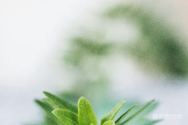 高清摄影 清新绿叶特写