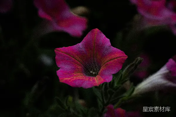 高清摄影 深色背景下的紫色风铃花