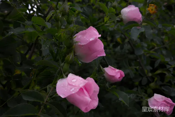 高清摄影 雨后粉玫瑰