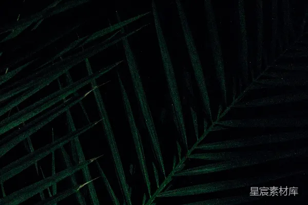 高清摄影 夜色中的绿叶