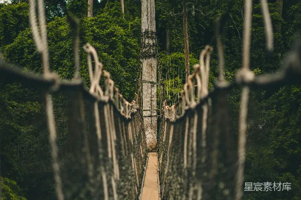 高清摄影 森林中的吊桥