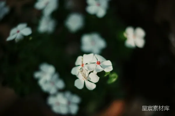 高清摄影 微光中的白色花朵