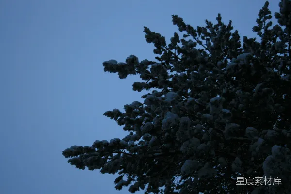 高清摄影 雪夜松枝