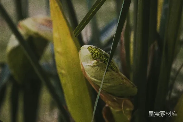 高清摄影 捕蝇草的特写