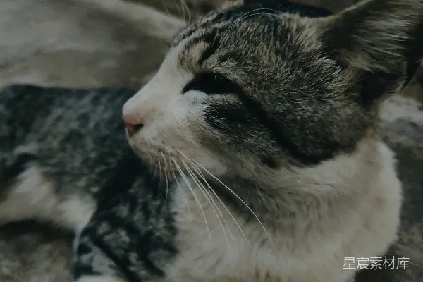 高清摄影 沉睡的猫咪