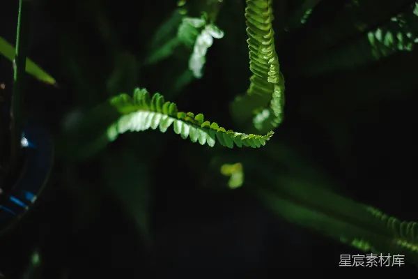 高清摄影 幽暗中的绿色植物