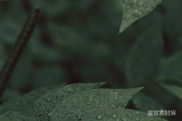 高清摄影 雨后绿叶
