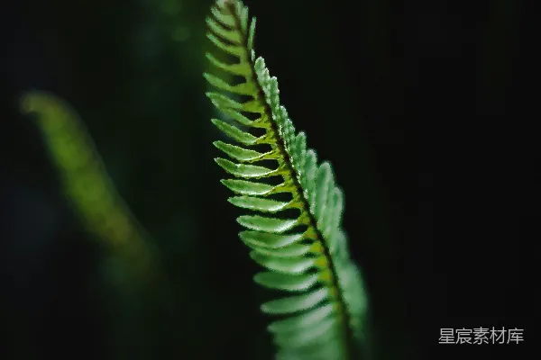 高清摄影 深林中的蕨叶