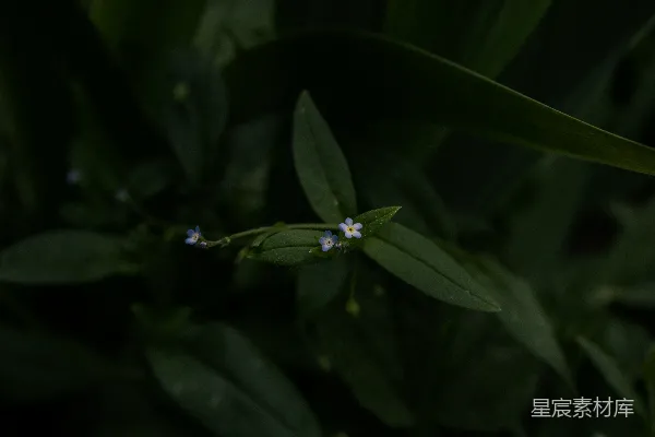 高清摄影 幽静中的蓝色小花