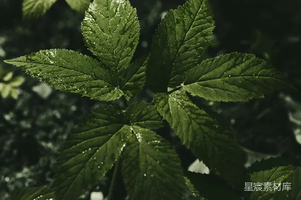 高清摄影 雨后清新叶