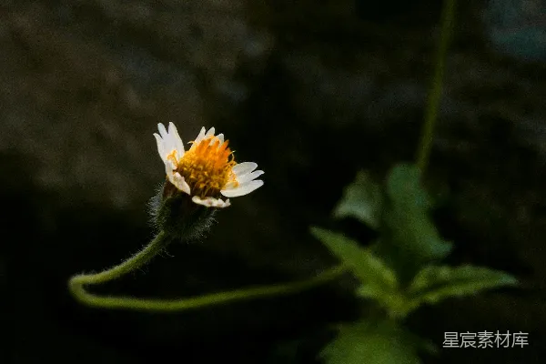 高清摄影 野花的宁静