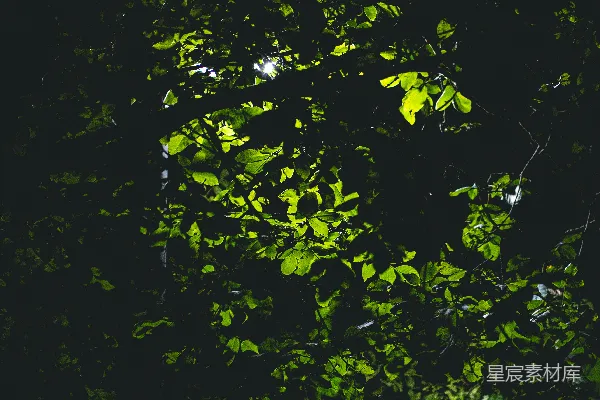 高清摄影 阳光穿透树梢