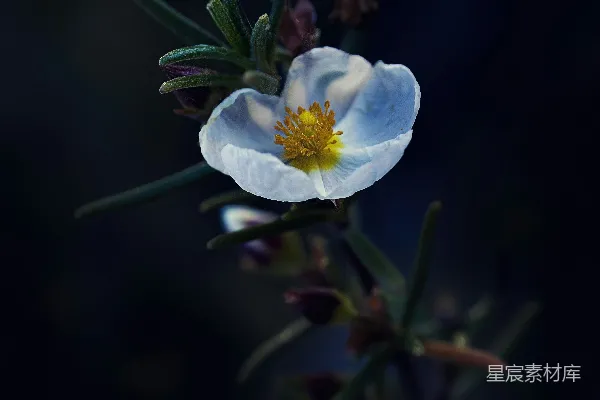 高清摄影 夜色中的花朵