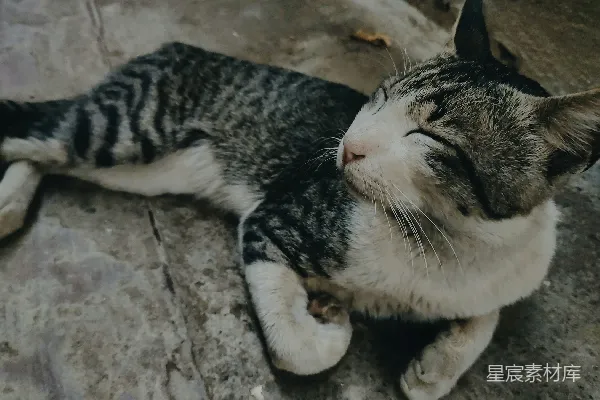 高清摄影 悠闲的猫儿