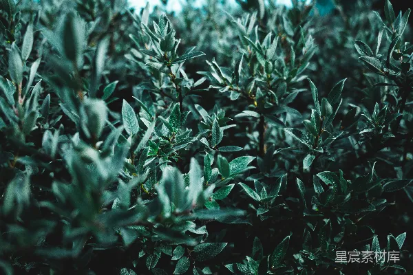 高清摄影 翠绿的植物特写