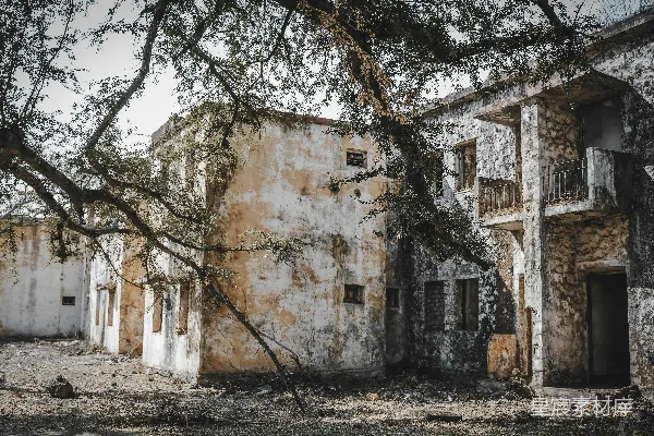 高清摄影 废弃建筑中的树