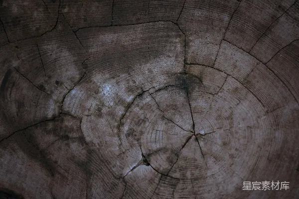 高清摄影 树轮特写