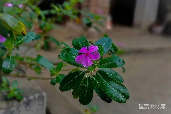 高清摄影 紫色长春花与绿叶的静谧