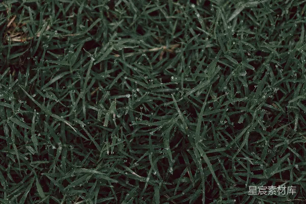 高清摄影 清晨的露珠草地