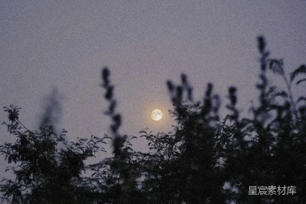高清摄影 月夜下的树梢