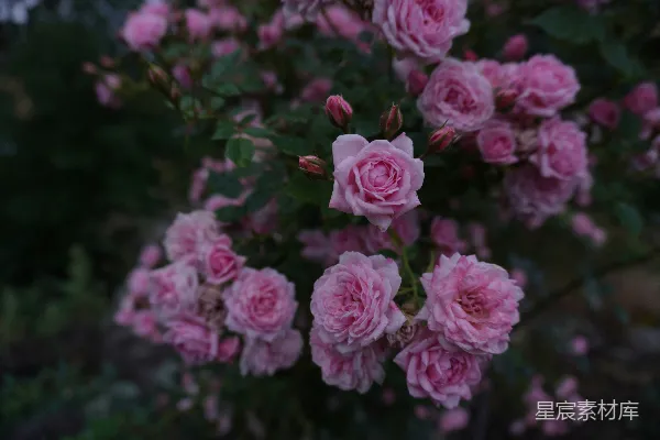 高清摄影 雨后粉红玫瑰
