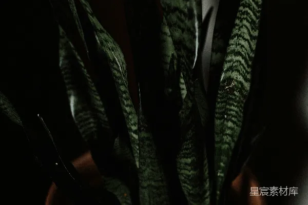 高清摄影 室内植物：斑马纹虎尾兰