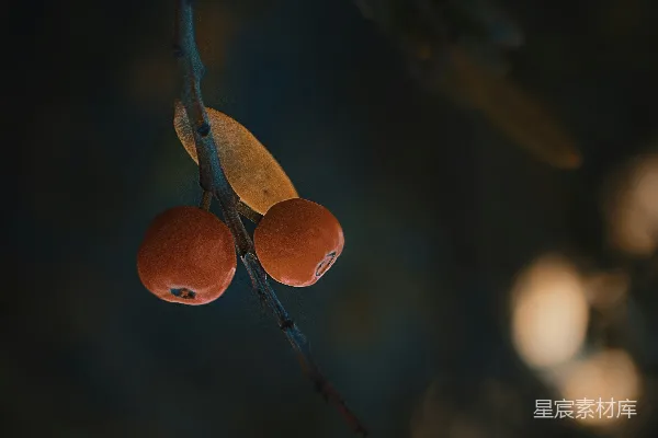 高清摄影 夜色中的果实