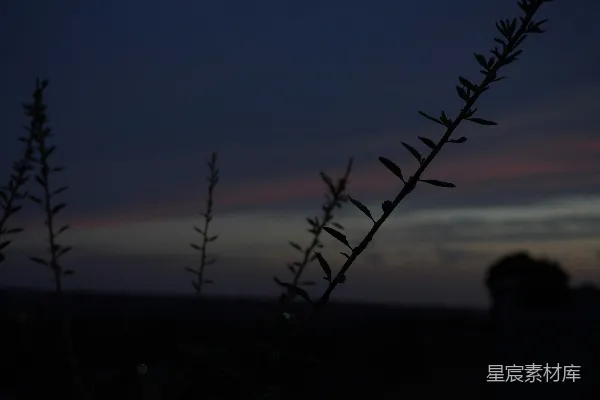 高清摄影 黄昏中的植物剪影