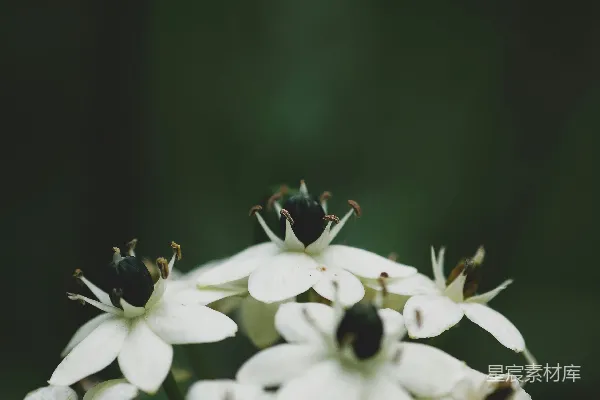 高清摄影 幽静的白花