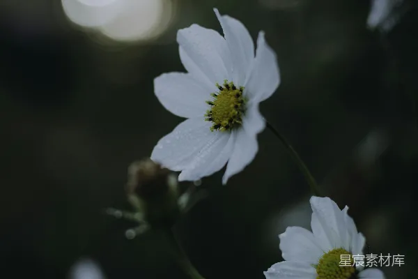 高清摄影 雨后白花